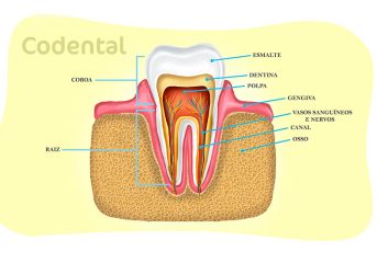 anatomia dental