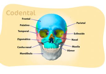 ossos da face