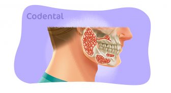 Glândulas salivares: tudo sobre sua anatomia e função!